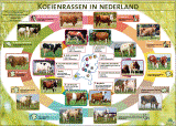 Poster Koeienrassen in Nederland